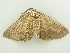  ( - BC ZSM Lep 81284)  @13 [ ] CreativeCommons - Attribution Non-Commercial Share-Alike (2014) Axel Hausmann/Bavarian State Collection of Zoology (ZSM) SNSB, Zoologische Staatssammlung Muenchen