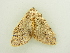  ( - BC ZSM Lep 81286)  @13 [ ] CreativeCommons - Attribution Non-Commercial Share-Alike (2014) Axel Hausmann/Bavarian State Collection of Zoology (ZSM) SNSB, Zoologische Staatssammlung Muenchen