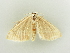  ( - BC ZSM Lep 81306)  @13 [ ] CreativeCommons - Attribution Non-Commercial Share-Alike (2014) Axel Hausmann/Bavarian State Collection of Zoology (ZSM) SNSB, Zoologische Staatssammlung Muenchen