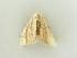  ( - BC ZSM Lep 81313)  @12 [ ] CreativeCommons - Attribution Non-Commercial Share-Alike (2014) Axel Hausmann/Bavarian State Collection of Zoology (ZSM) SNSB, Zoologische Staatssammlung Muenchen