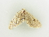  ( - BC ZSM Lep 81335)  @12 [ ] CreativeCommons - Attribution Non-Commercial Share-Alike (2014) Axel Hausmann/Bavarian State Collection of Zoology (ZSM) SNSB, Zoologische Staatssammlung Muenchen
