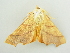  ( - BC ZSM Lep 81361)  @13 [ ] CreativeCommons - Attribution Non-Commercial Share-Alike (2014) Axel Hausmann/Bavarian State Collection of Zoology (ZSM) SNSB, Zoologische Staatssammlung Muenchen