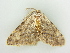  ( - BC ZSM Lep 81367)  @13 [ ] CreativeCommons - Attribution Non-Commercial Share-Alike (2014) Axel Hausmann/Bavarian State Collection of Zoology (ZSM) SNSB, Zoologische Staatssammlung Muenchen
