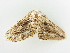  ( - BC ZSM Lep 81371)  @14 [ ] CreativeCommons - Attribution Non-Commercial Share-Alike (2014) Axel Hausmann/Bavarian State Collection of Zoology (ZSM) SNSB, Zoologische Staatssammlung Muenchen