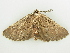  ( - BC ZSM Lep 81390)  @13 [ ] CreativeCommons - Attribution Non-Commercial Share-Alike (2014) Axel Hausmann/Bavarian State Collection of Zoology (ZSM) SNSB, Zoologische Staatssammlung Muenchen