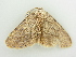  ( - BC ZSM Lep 81392)  @13 [ ] CreativeCommons - Attribution Non-Commercial Share-Alike (2014) Axel Hausmann/Bavarian State Collection of Zoology (ZSM) SNSB, Zoologische Staatssammlung Muenchen