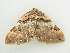  ( - BC ZSM Lep 81393)  @11 [ ] CreativeCommons - Attribution Non-Commercial Share-Alike (2014) Axel Hausmann/Bavarian State Collection of Zoology (ZSM) SNSB, Zoologische Staatssammlung Muenchen
