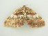  ( - BC ZSM Lep 81394)  @11 [ ] CreativeCommons - Attribution Non-Commercial Share-Alike (2014) Axel Hausmann/Bavarian State Collection of Zoology (ZSM) SNSB, Zoologische Staatssammlung Muenchen