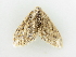  ( - BC ZSM Lep 81445)  @12 [ ] CreativeCommons - Attribution Non-Commercial Share-Alike (2014) Axel Hausmann/Bavarian State Collection of Zoology (ZSM) SNSB, Zoologische Staatssammlung Muenchen