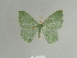  ( - BC ZSM Lep 81489)  @13 [ ] CreativeCommons - Attribution Non-Commercial Share-Alike (2014) Axel Hausmann/Bavarian State Collection of Zoology (ZSM) SNSB, Zoologische Staatssammlung Muenchen