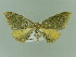  ( - BC ZSM Lep 81490)  @13 [ ] CreativeCommons - Attribution Non-Commercial Share-Alike (2014) Axel Hausmann/Bavarian State Collection of Zoology (ZSM) SNSB, Zoologische Staatssammlung Muenchen