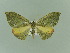  ( - BC ZSM Lep 81492)  @13 [ ] CreativeCommons - Attribution Non-Commercial Share-Alike (2014) Axel Hausmann/Bavarian State Collection of Zoology (ZSM) SNSB, Zoologische Staatssammlung Muenchen
