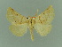  ( - BC ZSM Lep 81504)  @11 [ ] Copyright (2014) Axel Hausmann/Bavarian State Collection of Zoology (ZSM) SNSB, Zoologische Staatssammlung Muenchen