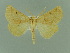  ( - BC ZSM Lep 81505)  @11 [ ] Copyright (2014) Axel Hausmann/Bavarian State Collection of Zoology (ZSM) SNSB, Zoologische Staatssammlung Muenchen