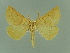  (Crocallis pototskii - BC ZSM Lep 81506)  @11 [ ] Copyright (2014) Axel Hausmann/Bavarian State Collection of Zoology (ZSM) SNSB, Zoologische Staatssammlung Muenchen