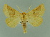  (Crocallis merzbacheri - BC ZSM Lep 81507)  @11 [ ] Copyright (2014) Axel Hausmann/Bavarian State Collection of Zoology (ZSM) SNSB, Zoologische Staatssammlung Muenchen