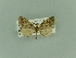  ( - BC ZSM Lep 81515)  @11 [ ] CreativeCommons - Attribution Non-Commercial Share-Alike (2014) Axel Hausmann/Bavarian State Collection of Zoology (ZSM) SNSB, Zoologische Staatssammlung Muenchen