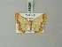  ( - BC ZSM Lep 68984)  @11 [ ] CreativeCommons - Attribution Non-Commercial Share-Alike (2015) Axel Hausmann/Bavarian State Collection of Zoology (ZSM) SNSB, Zoologische Staatssammlung Muenchen
