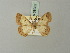  ( - BC ZSM Lep 68985)  @11 [ ] CreativeCommons - Attribution Non-Commercial Share-Alike (2015) Axel Hausmann/Bavarian State Collection of Zoology (ZSM) SNSB, Zoologische Staatssammlung Muenchen