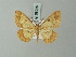  ( - BC ZSM Lep 68989)  @13 [ ] CreativeCommons - Attribution Non-Commercial Share-Alike (2015) Axel Hausmann/Bavarian State Collection of Zoology (ZSM) SNSB, Zoologische Staatssammlung Muenchen