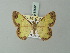  ( - BC ZSM Lep 68991)  @11 [ ] CreativeCommons - Attribution Non-Commercial Share-Alike (2015) Axel Hausmann/Bavarian State Collection of Zoology (ZSM) SNSB, Zoologische Staatssammlung Muenchen