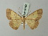  ( - BC ZSM Lep 68992)  @14 [ ] CreativeCommons - Attribution Non-Commercial Share-Alike (2015) Axel Hausmann/Bavarian State Collection of Zoology (ZSM) SNSB, Zoologische Staatssammlung Muenchen