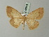  (Zamarada fletcheri - BC ZSM Lep 68993)  @14 [ ] CreativeCommons - Attribution Non-Commercial Share-Alike (2015) Axel Hausmann/Bavarian State Collection of Zoology (ZSM) SNSB, Zoologische Staatssammlung Muenchen