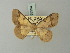  ( - BC ZSM Lep 68994)  @11 [ ] CreativeCommons - Attribution Non-Commercial Share-Alike (2015) Axel Hausmann/Bavarian State Collection of Zoology (ZSM) SNSB, Zoologische Staatssammlung Muenchen