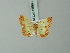  ( - BC ZSM Lep 68998)  @11 [ ] CreativeCommons - Attribution Non-Commercial Share-Alike (2015) Axel Hausmann/Bavarian State Collection of Zoology (ZSM) SNSB, Zoologische Staatssammlung Muenchen