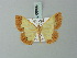  ( - BC ZSM Lep 68999)  @11 [ ] CreativeCommons - Attribution Non-Commercial Share-Alike (2015) Axel Hausmann/Bavarian State Collection of Zoology (ZSM) SNSB, Zoologische Staatssammlung Muenchen