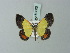  (Zamarada rufilinearia - BC ZSM Lep 69000)  @11 [ ] CreativeCommons - Attribution Non-Commercial Share-Alike (2015) Axel Hausmann/Bavarian State Collection of Zoology (ZSM) SNSB, Zoologische Staatssammlung Muenchen