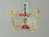  (Zamarada karischi - BC ZSM Lep 69002)  @14 [ ] CreativeCommons - Attribution Non-Commercial Share-Alike (2015) Axel Hausmann/Bavarian State Collection of Zoology (ZSM) SNSB, Zoologische Staatssammlung Muenchen