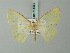  ( - BC ZSM Lep 69003)  @11 [ ] CreativeCommons - Attribution Non-Commercial Share-Alike (2015) Axel Hausmann/Bavarian State Collection of Zoology (ZSM) SNSB, Zoologische Staatssammlung Muenchen
