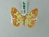  (Zamarada bastelbergeri - BC ZSM Lep 69017)  @11 [ ] CreativeCommons - Attribution Non-Commercial Share-Alike (2015) Axel Hausmann/Bavarian State Collection of Zoology (ZSM) SNSB, Zoologische Staatssammlung Muenchen