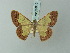  (Zamarada acrochra - BC ZSM Lep 69019)  @13 [ ] CreativeCommons - Attribution Non-Commercial Share-Alike (2015) Axel Hausmann/Bavarian State Collection of Zoology (ZSM) SNSB, Zoologische Staatssammlung Muenchen