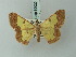  ( - BC ZSM Lep 69020)  @13 [ ] CreativeCommons - Attribution Non-Commercial Share-Alike (2015) Axel Hausmann/Bavarian State Collection of Zoology (ZSM) SNSB, Zoologische Staatssammlung Muenchen