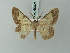  ( - BC ZSM Lep 69021)  @11 [ ] CreativeCommons - Attribution Non-Commercial Share-Alike (2015) Axel Hausmann/Bavarian State Collection of Zoology (ZSM) SNSB, Zoologische Staatssammlung Muenchen