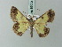  (Zamarada bonaberiensis - BC ZSM Lep 69023)  @13 [ ] CreativeCommons - Attribution Non-Commercial Share-Alike (2015) Axel Hausmann/Bavarian State Collection of Zoology (ZSM) SNSB, Zoologische Staatssammlung Muenchen