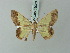  ( - BC ZSM Lep 69026)  @11 [ ] CreativeCommons - Attribution Non-Commercial Share-Alike (2015) Axel Hausmann/Bavarian State Collection of Zoology (ZSM) SNSB, Zoologische Staatssammlung Muenchen