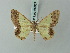  ( - BC ZSM Lep 69027)  @13 [ ] CreativeCommons - Attribution Non-Commercial Share-Alike (2015) Axel Hausmann/Bavarian State Collection of Zoology (ZSM) SNSB, Zoologische Staatssammlung Muenchen