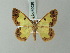  ( - BC ZSM Lep 69028)  @11 [ ] CreativeCommons - Attribution Non-Commercial Share-Alike (2015) Axel Hausmann/Bavarian State Collection of Zoology (ZSM) SNSB, Zoologische Staatssammlung Muenchen