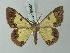  (Zamarada paxilla - BC ZSM Lep 69031)  @11 [ ] CreativeCommons - Attribution Non-Commercial Share-Alike (2015) Axel Hausmann/Bavarian State Collection of Zoology (ZSM) SNSB, Zoologische Staatssammlung Muenchen