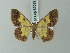  (Zamarada tullia - BC ZSM Lep 69032)  @14 [ ] CreativeCommons - Attribution Non-Commercial Share-Alike (2015) Axel Hausmann/Bavarian State Collection of Zoology (ZSM) SNSB, Zoologische Staatssammlung Muenchen