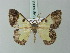  (Zamarada eryma - BC ZSM Lep 69033)  @11 [ ] CreativeCommons - Attribution Non-Commercial Share-Alike (2015) Axel Hausmann/Bavarian State Collection of Zoology (ZSM) SNSB, Zoologische Staatssammlung Muenchen