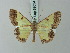  (Zamarada eucharis - BC ZSM Lep 69034)  @11 [ ] CreativeCommons - Attribution Non-Commercial Share-Alike (2015) Axel Hausmann/Bavarian State Collection of Zoology (ZSM) SNSB, Zoologische Staatssammlung Muenchen