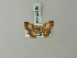  ( - BC ZSM Lep 69046)  @11 [ ] CreativeCommons - Attribution Non-Commercial Share-Alike (2015) Axel Hausmann/Bavarian State Collection of Zoology (ZSM) SNSB, Zoologische Staatssammlung Muenchen