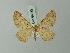  (Elophos amphibolaria - BC ZSM Lep 69050)  @11 [ ] CreativeCommons - Attribution Non-Commercial Share-Alike (2015) Axel Hausmann/Bavarian State Collection of Zoology (ZSM) SNSB, Zoologische Staatssammlung Muenchen
