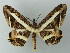 ( - BC ZSM Lep 69052)  @14 [ ] CreativeCommons - Attribution Non-Commercial Share-Alike (2015) Axel Hausmann/Bavarian State Collection of Zoology (ZSM) SNSB, Zoologische Staatssammlung Muenchen