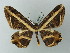  (Erebomorpha modesta - BC ZSM Lep 69053)  @14 [ ] CreativeCommons - Attribution Non-Commercial Share-Alike (2015) Axel Hausmann/Bavarian State Collection of Zoology (ZSM) SNSB, Zoologische Staatssammlung Muenchen
