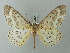  ( - BC ZSM Lep 69072)  @13 [ ] CreativeCommons - Attribution Non-Commercial Share-Alike (2015) Axel Hausmann/Bavarian State Collection of Zoology (ZSM) SNSB, Zoologische Staatssammlung Muenchen